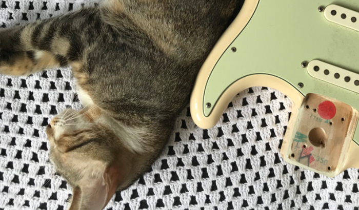 Cirurgia pra minha gata Vida ❤️🩹