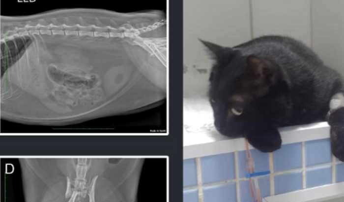 Ajuda na cirurgia de Chico