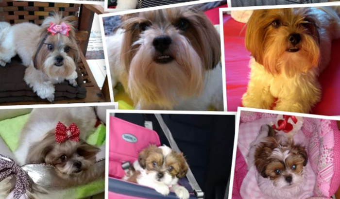 Cirurgia Renal Charlotte 