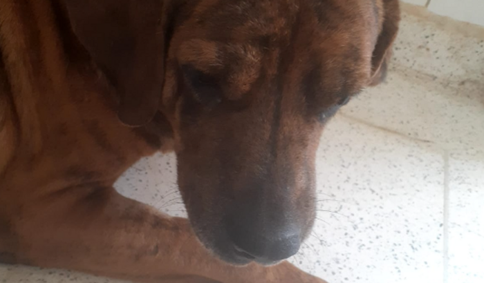 AJUDEM O GRANDÃO - ATROPELADO