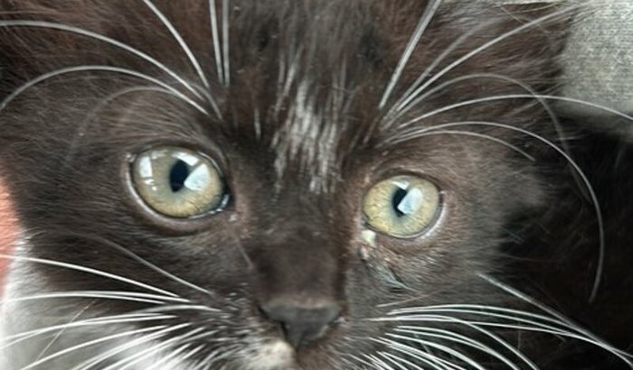 Ajuda para salvar a vida da gatinha “Moon”