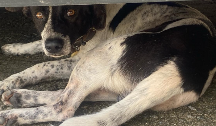 Salve um cão de rua (Vaco, Zoreia, Mickey)