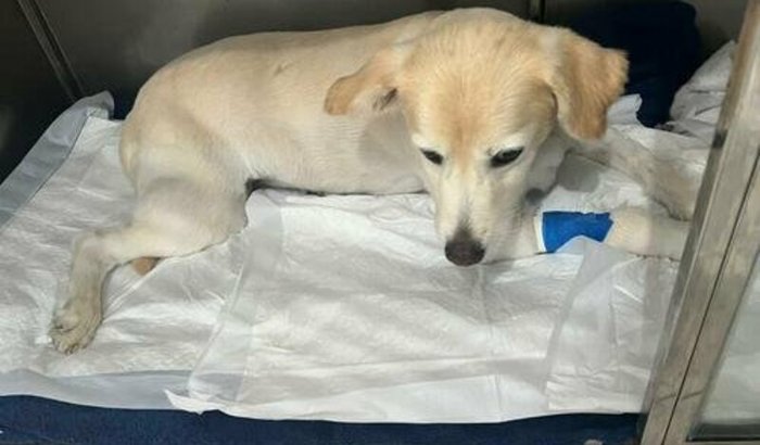 Tratamento Médico da Anitta