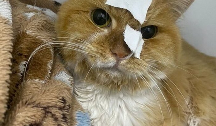 Cirurgia da Pityzinha 