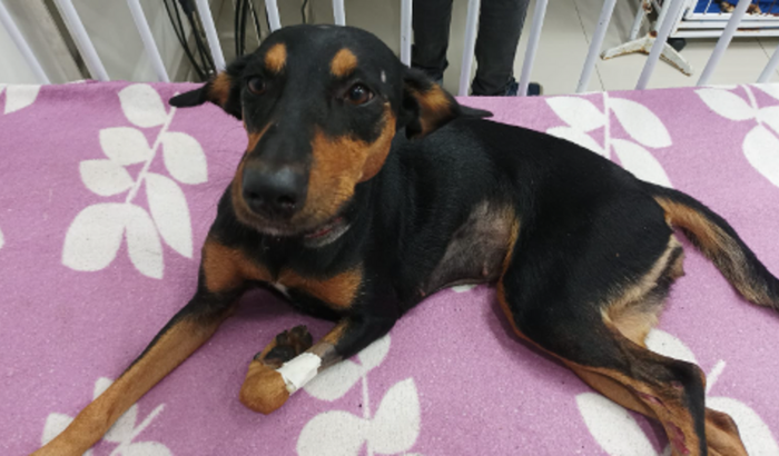 Cachorrinha atropelada e deixada para trás