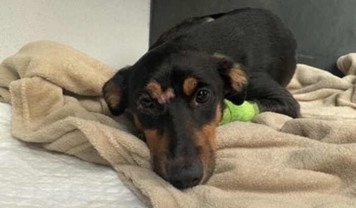 Ajude a cadelinha Vitória