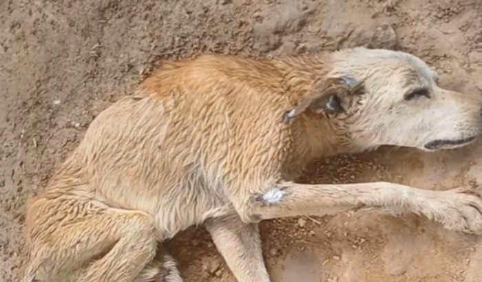 Ajudar o cachorro Caramelo veinho 