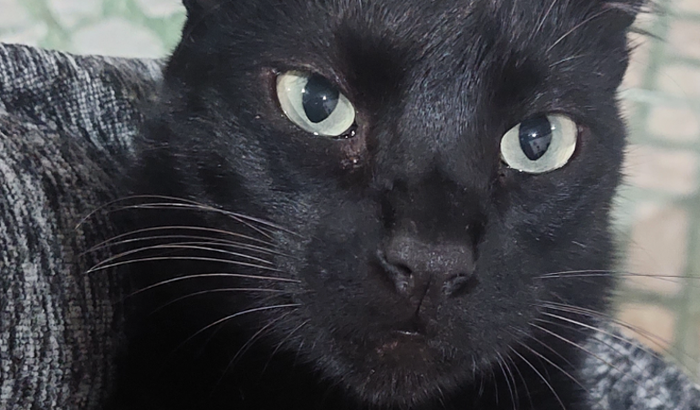 Internação do Salem