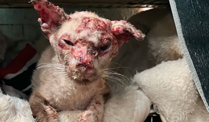 Custear tratamento do menininho que foi abandonado com Esporotricose e sofreu muito maus tratos