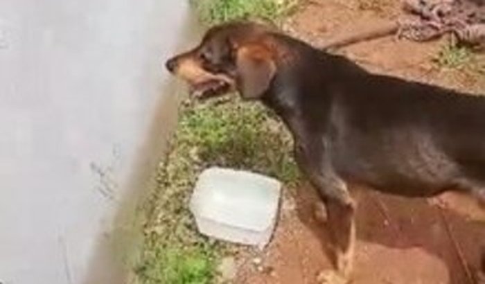 Ajude o cooki a se cuidar