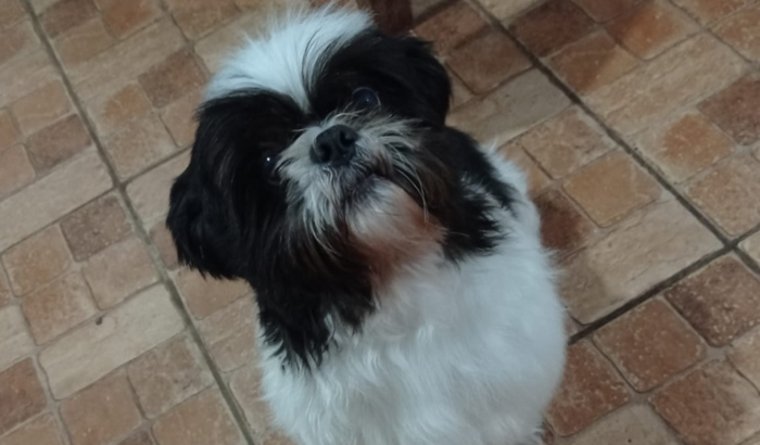 Ajuda para o tratamento do Dudu