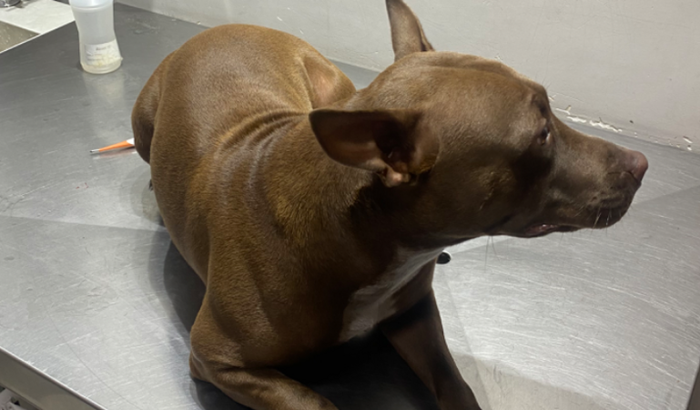 Sobrevivente de um incêndio, a Mel precisa de ajuda para viver.