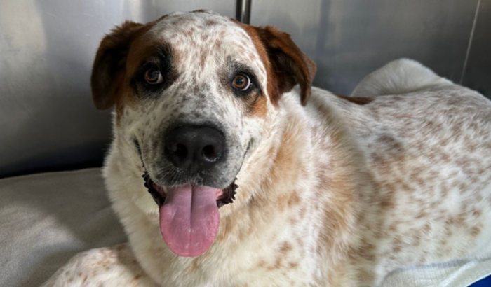 Ajude o Apollo a voltar a andar!