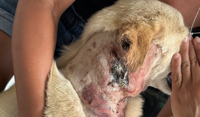 Ajude a salvar o Charlie