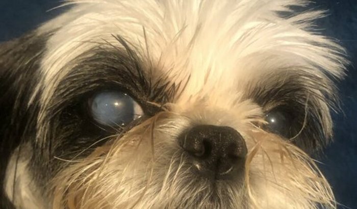 Ajuda para cirurgia de Bob