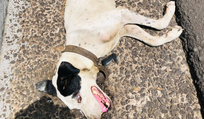 Ajude um DOG Atropelado