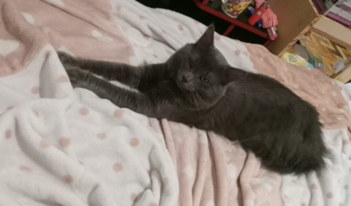 Ajuda para o gatinho Fumaça