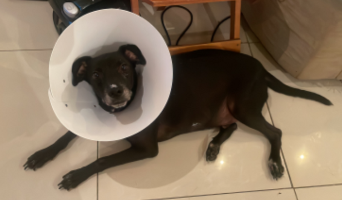 Dog cirurgia e pós operatório 