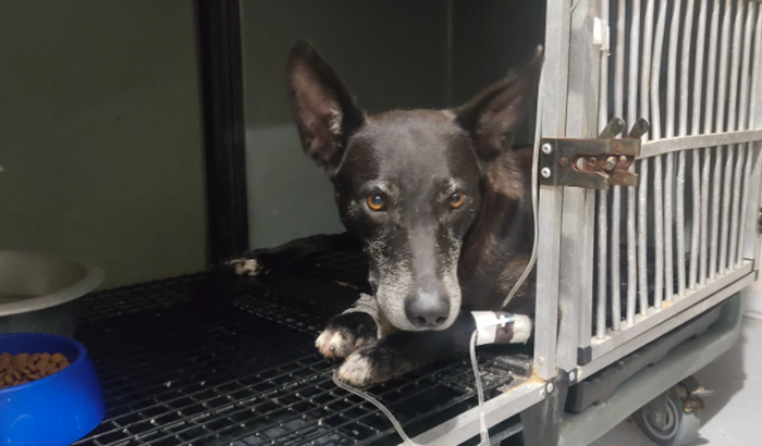 Ajude a Pretinha a andar novamente!