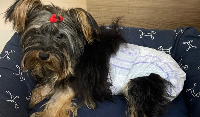 Salve a vida de Dobby