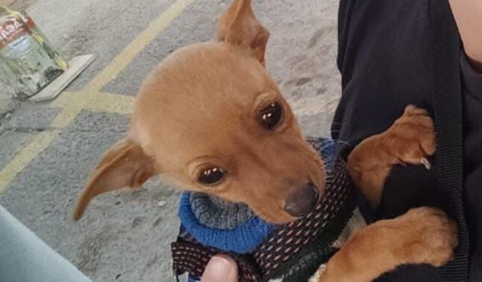 Vaquinha pelo Lukinha