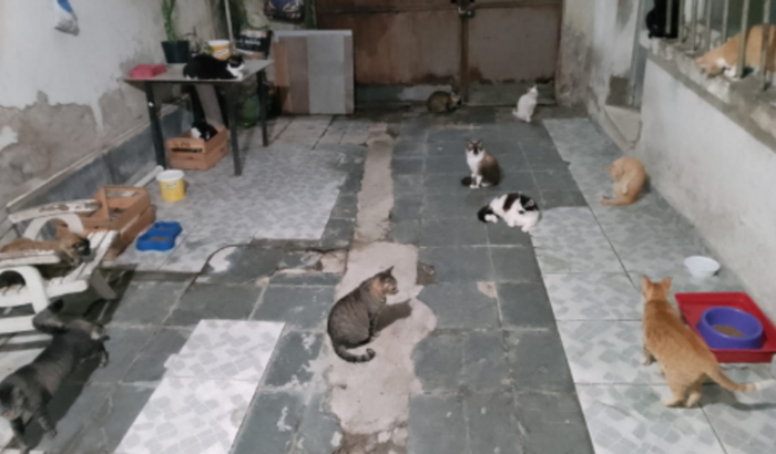 Gatos da Agariba