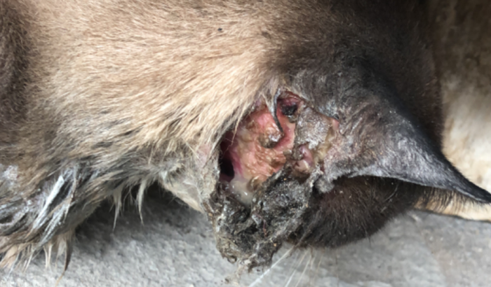 Ajude o gatinho Bartolomeu