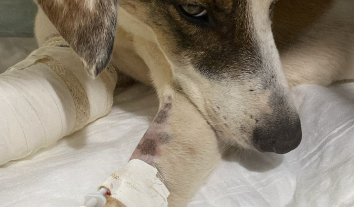 Ajuda para tratamento Batoré (5 picadas de cobra 🐍)