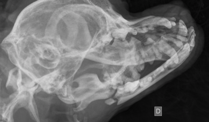 Cirurgia mandíbula Thobby