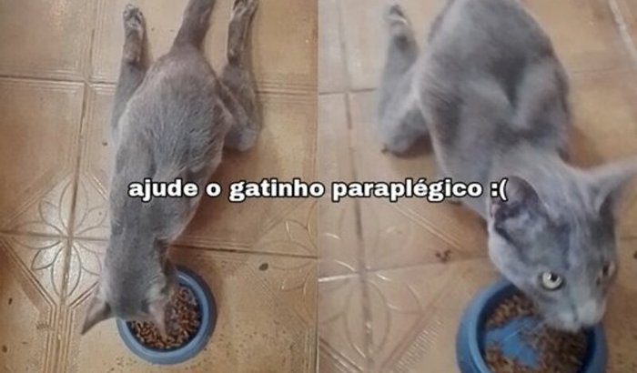 AJUDAR MEU GATINHO PARAPLÉGICO