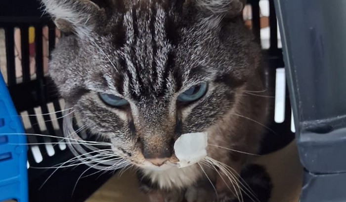 AJUDA PARA O GATINHO NARCISO