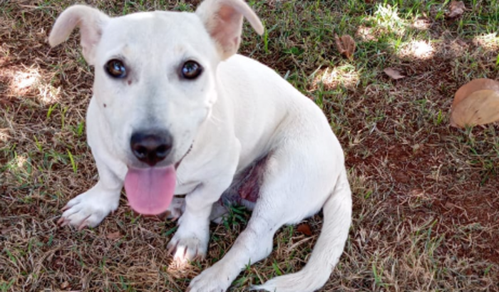 Cirurgia da princesa