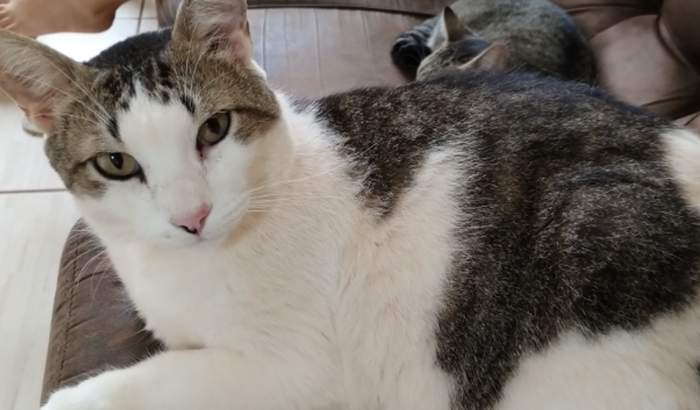 Ajuda para pagar gastos do veterinário !