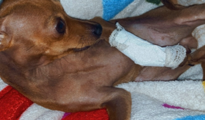 Cirurgia da pequena Lupita