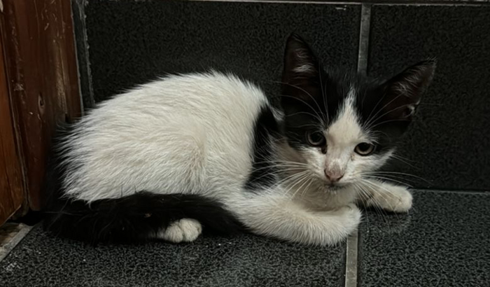 Ajude o Tiao gatinho atropelado