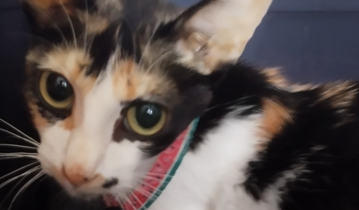 Mia na luta contra a Anemia!