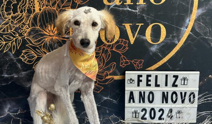 SALVE A VIDA DA PIPOCA