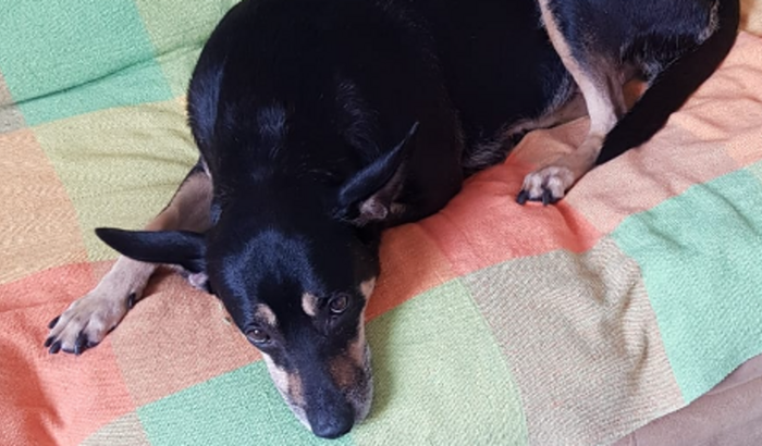 Ajuda para pagar cirurgia da Maju