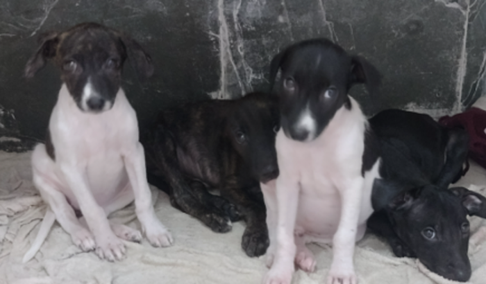 Doação Para Zeca,Caique e Fred.