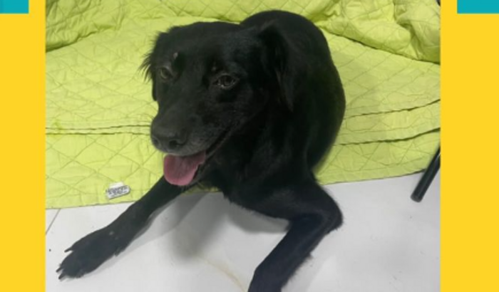 Ajude a Salvar a Vida da Mel!