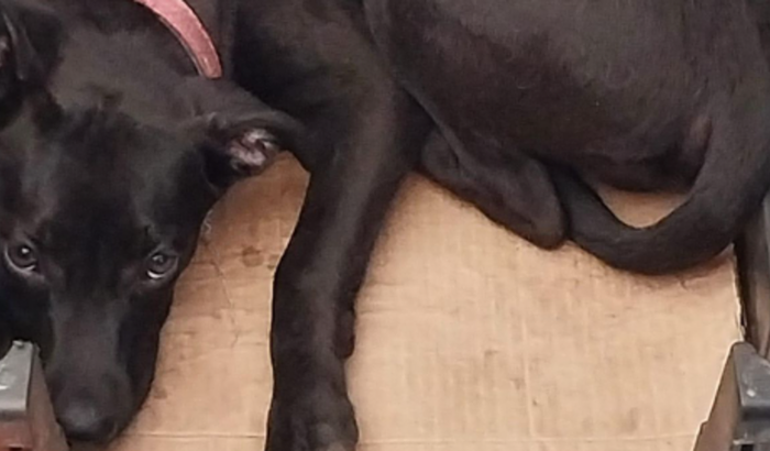 CIRURGIA FEMUR - NEGUINHA