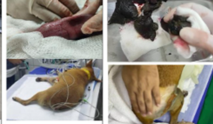 Ajuda para cirurgia da cachorrinha pipoca