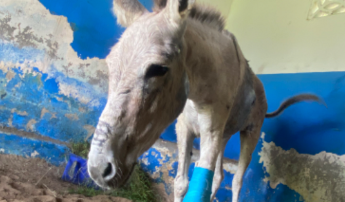 Tratamento para Jumentinha Guerreira 