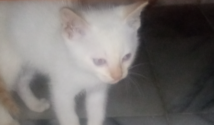 Gatinha linda atropelada 