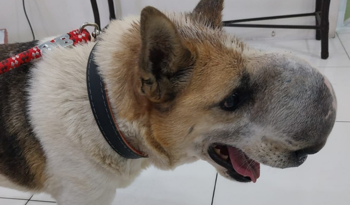 Ajude a Belinha