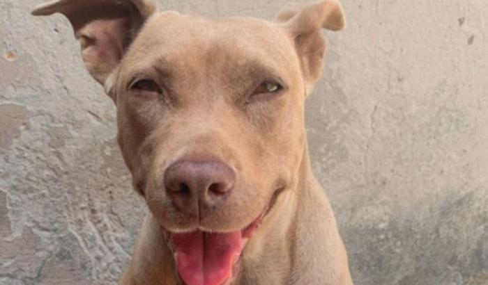 Ajude a Samantha 🐶