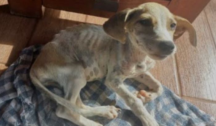 Ajude meu cachorro com o tratamento de câncer 