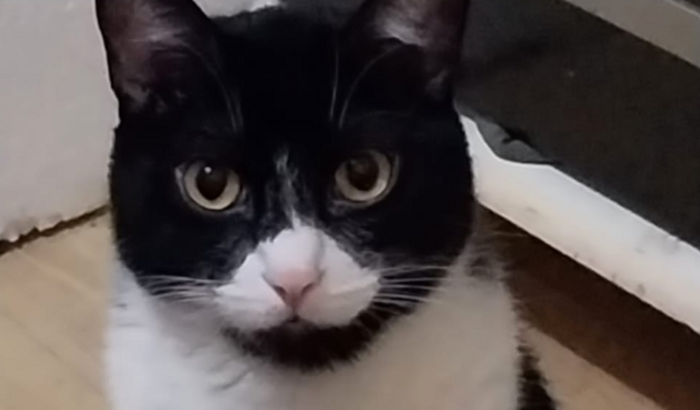 Cirurgia do Oliver - o gatinho