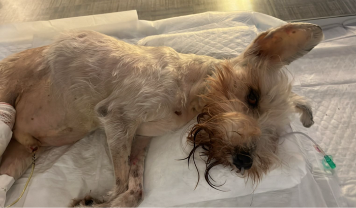 Tratamento para o Snoop