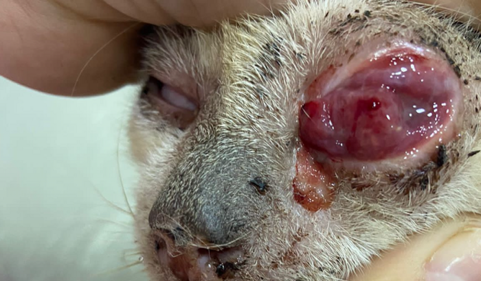 Ajude a salvar vidas!!! Guardiãs Guerreiras 🐾